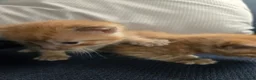 Mixed Breed cats for sale: Beautiful ginger kittens  in Colchester - Advert 8