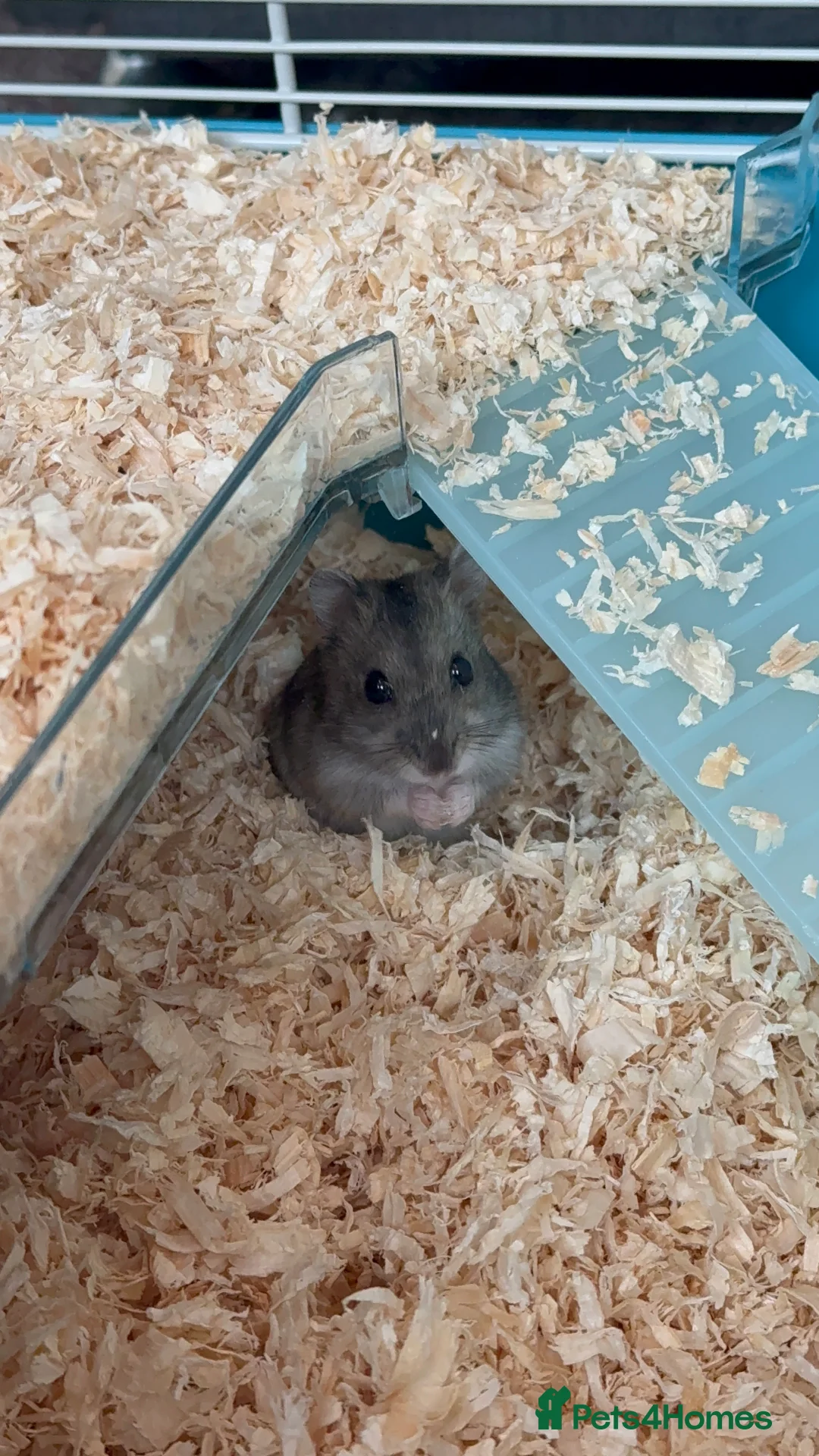 Hamster rodents for sale: 3 month old baby dwarf hamster  - Advert 9