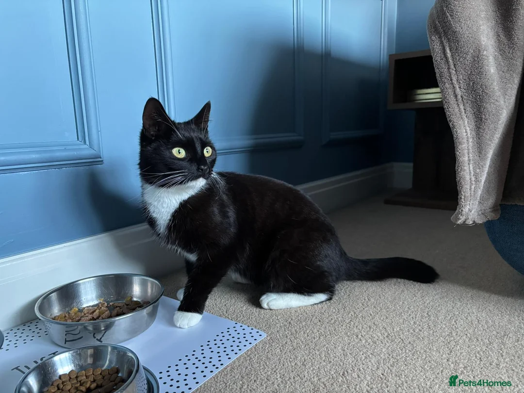 Mixed Breed cats for sale: Timid mature female Cat - Advert 3
