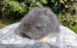 Lionhead rabbits for sale: Stunning DM Lionhead baby rabbits  - Image 7