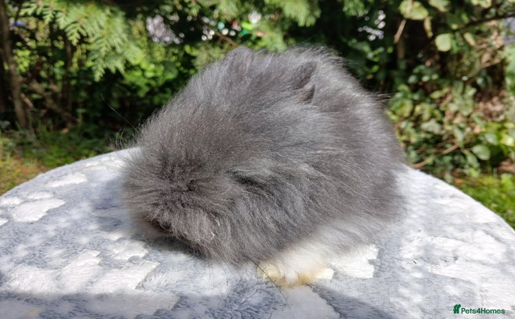 Lionhead rabbits - Advert 3
