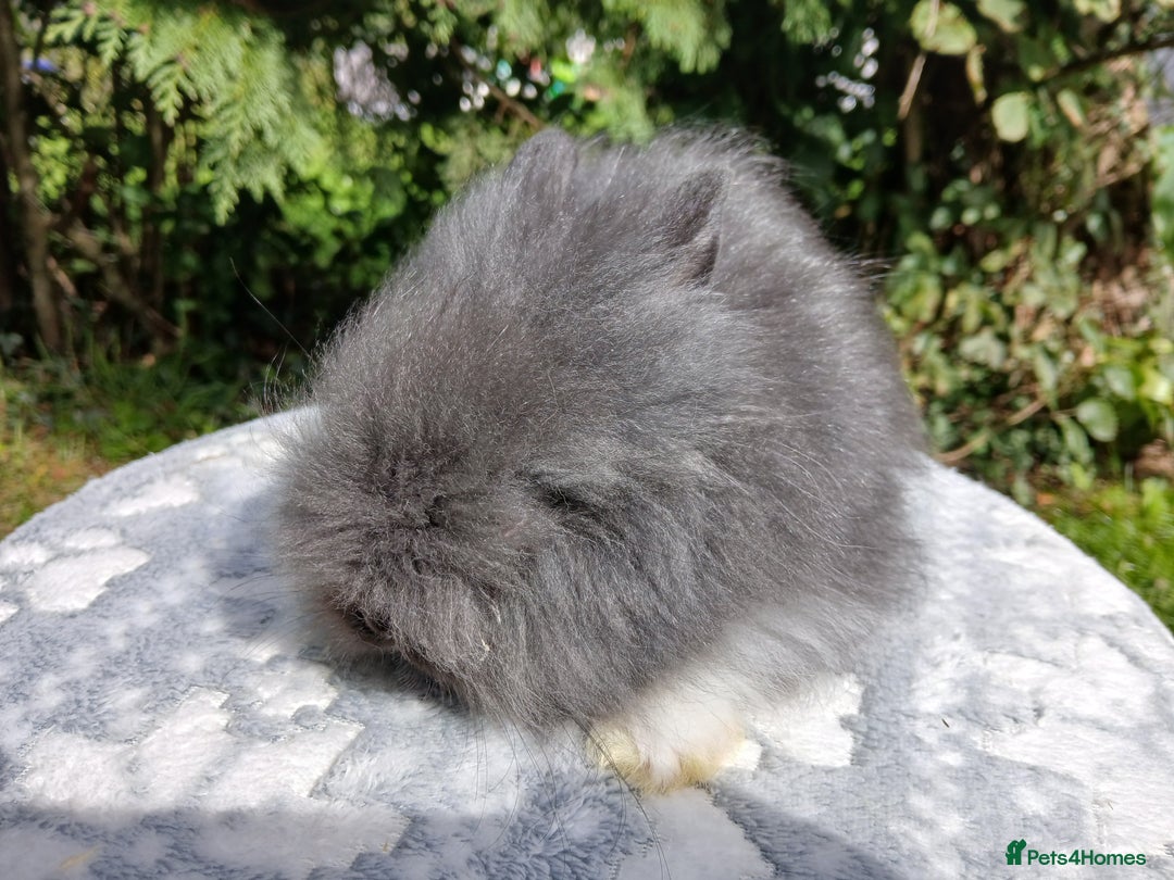Lionhead rabbits for sale: Stunning DM Lionhead baby rabbits  - Image 7