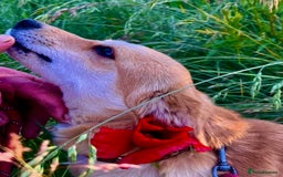 Miniature Pinscher dogs for adoption: Lisa’s Story: Saved Minutes Before Death - Image 6