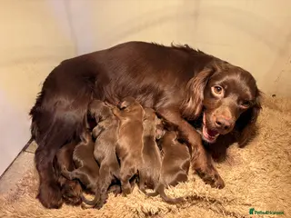 Cocker Spaniel dogs Chocolate Cocker Spaniel Male pups - Advert 17