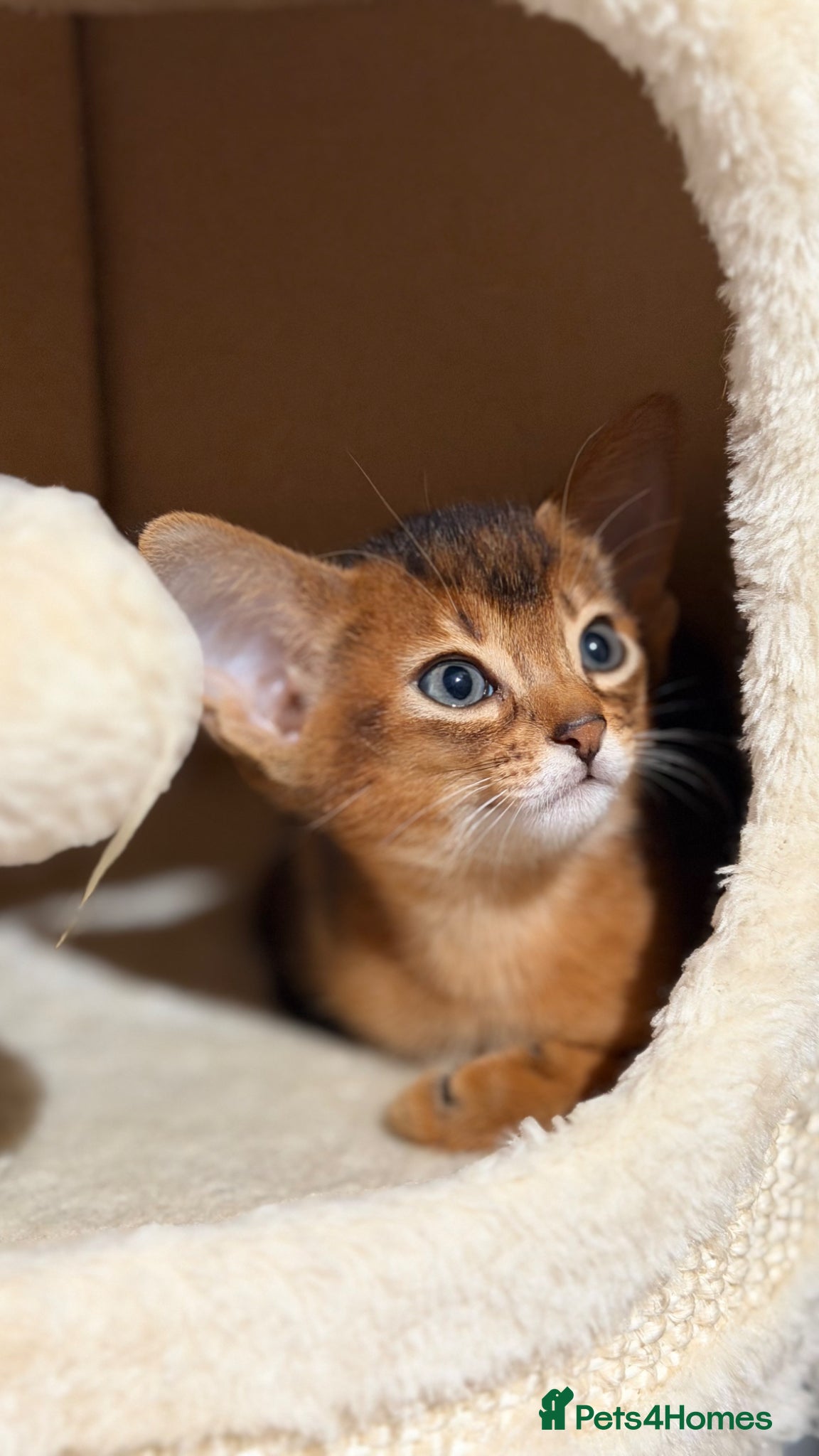 Abyssinian cats Beautiful GCCF Registered Abyssinian Kittens 💙❤️ - Advert 1