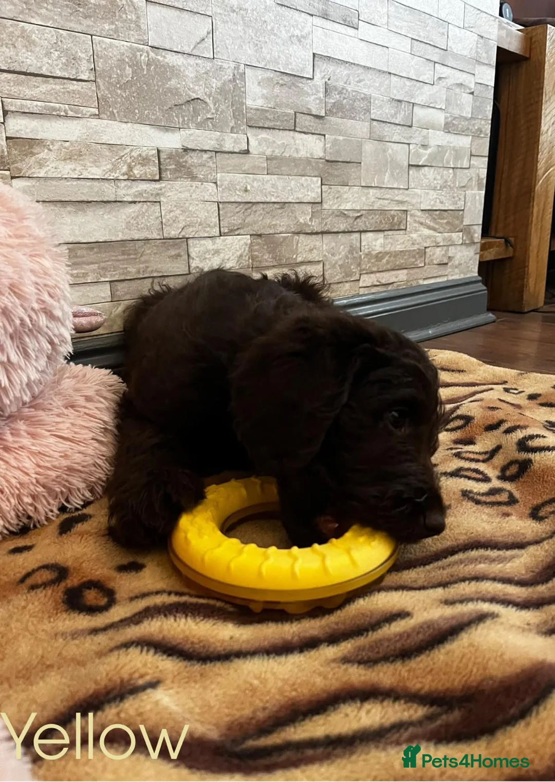 Labradoodle dogs for sale: F1bb Labradoodle Puppies - Ideal Family Balance - Advert 2