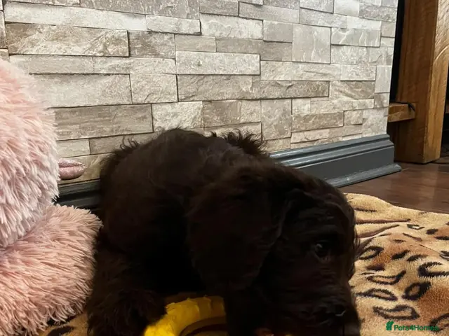 Labradoodle dogs for sale: F1bb Labradoodle Puppies - Ideal Family Balance - Advert 2