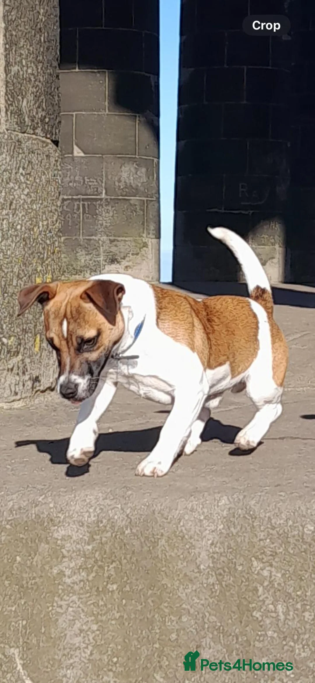 Jack Russell dogs for stud: Miniature Jack Russell for Stud in Newcastle upon Tyne - Advert 8