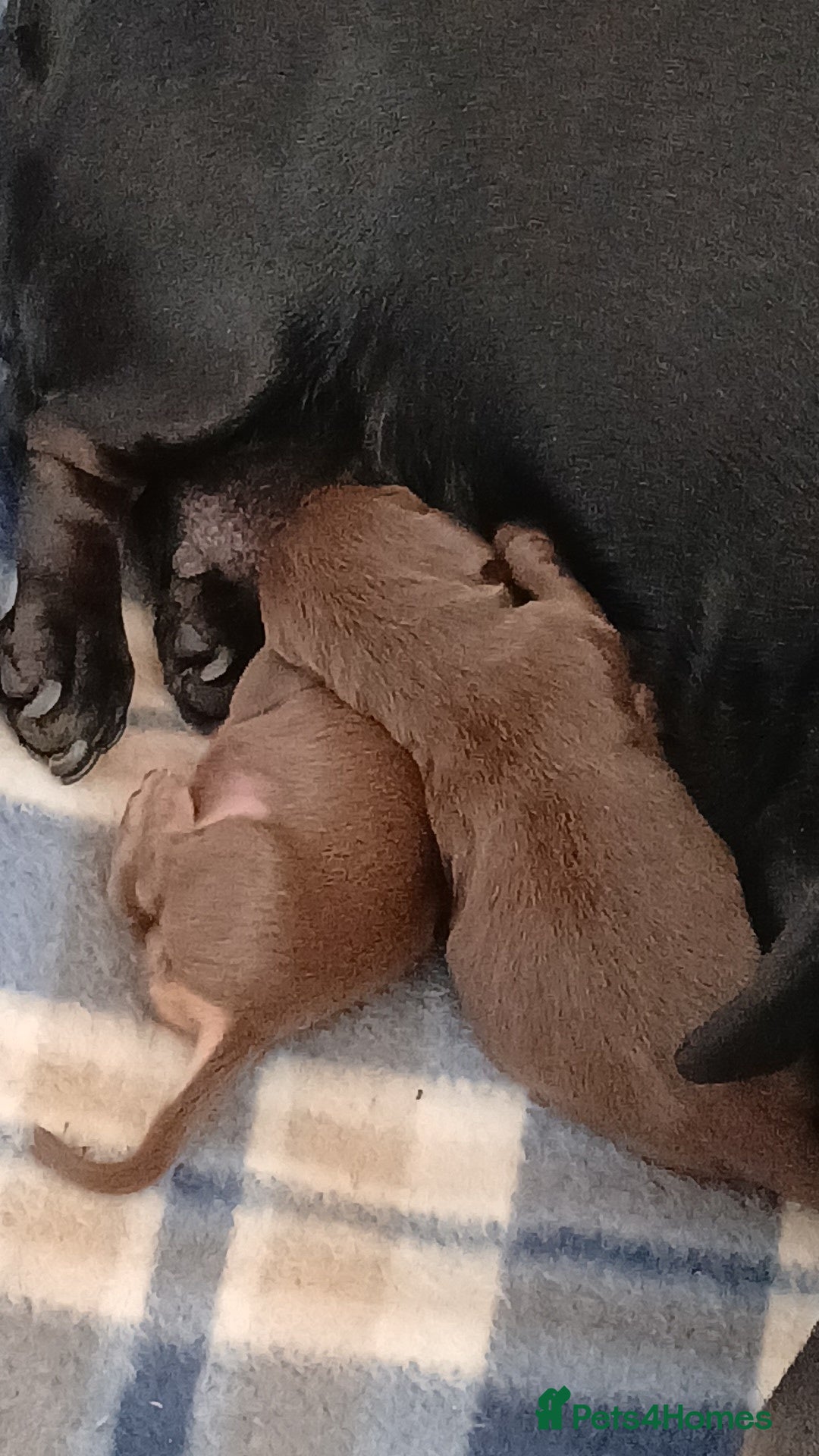 Miniature Dachshund dogs for sale: Miniature dashhounds  - Advert 2