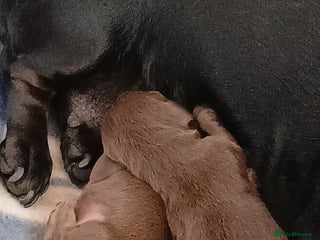 Miniature Dachshund dogs Miniature dashhounds - Advert 9