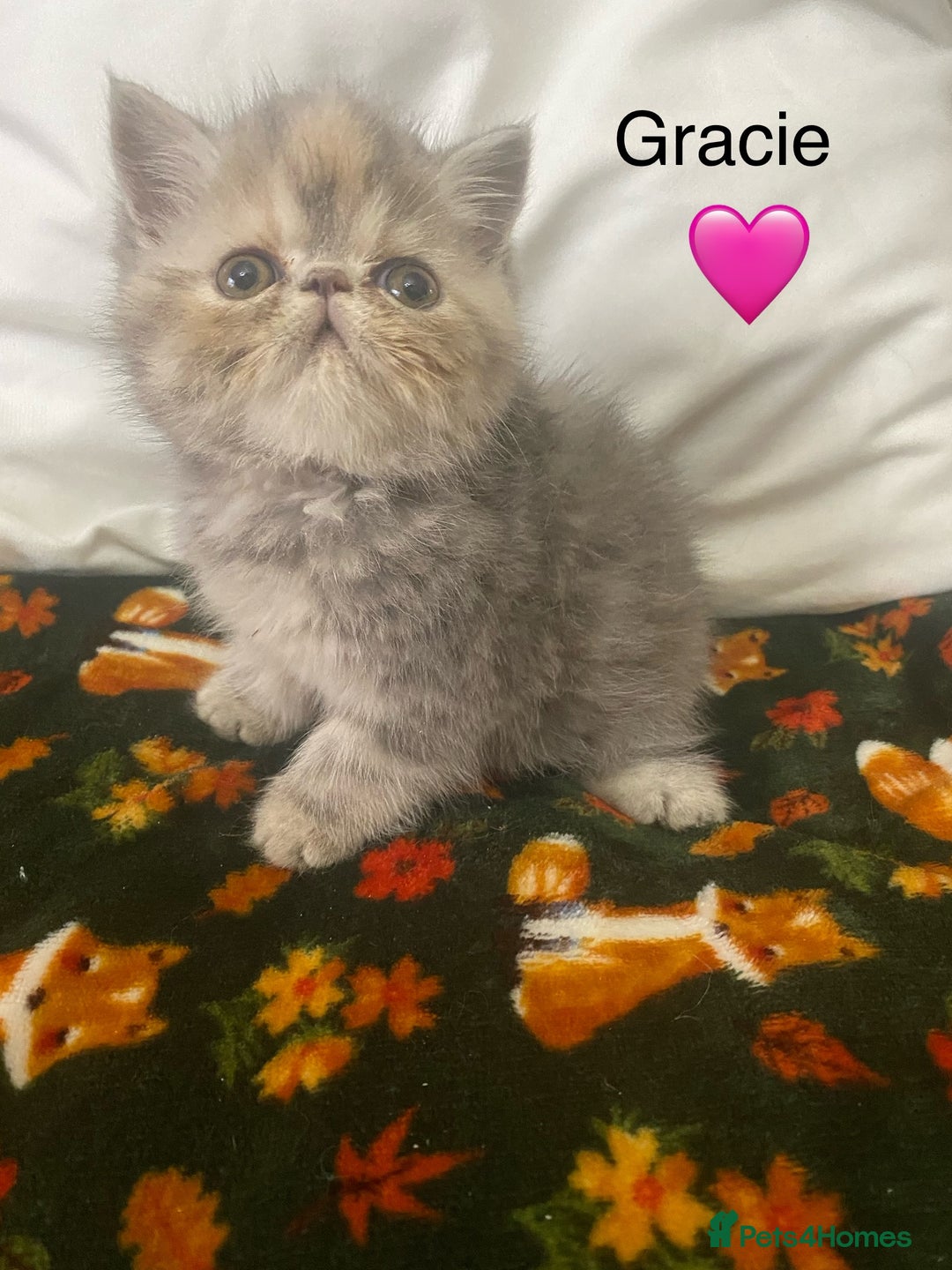 Persian cats for sale: EXCEPTIONAL LITTER PERSIAN EXOTIC KITTENS - Image 5