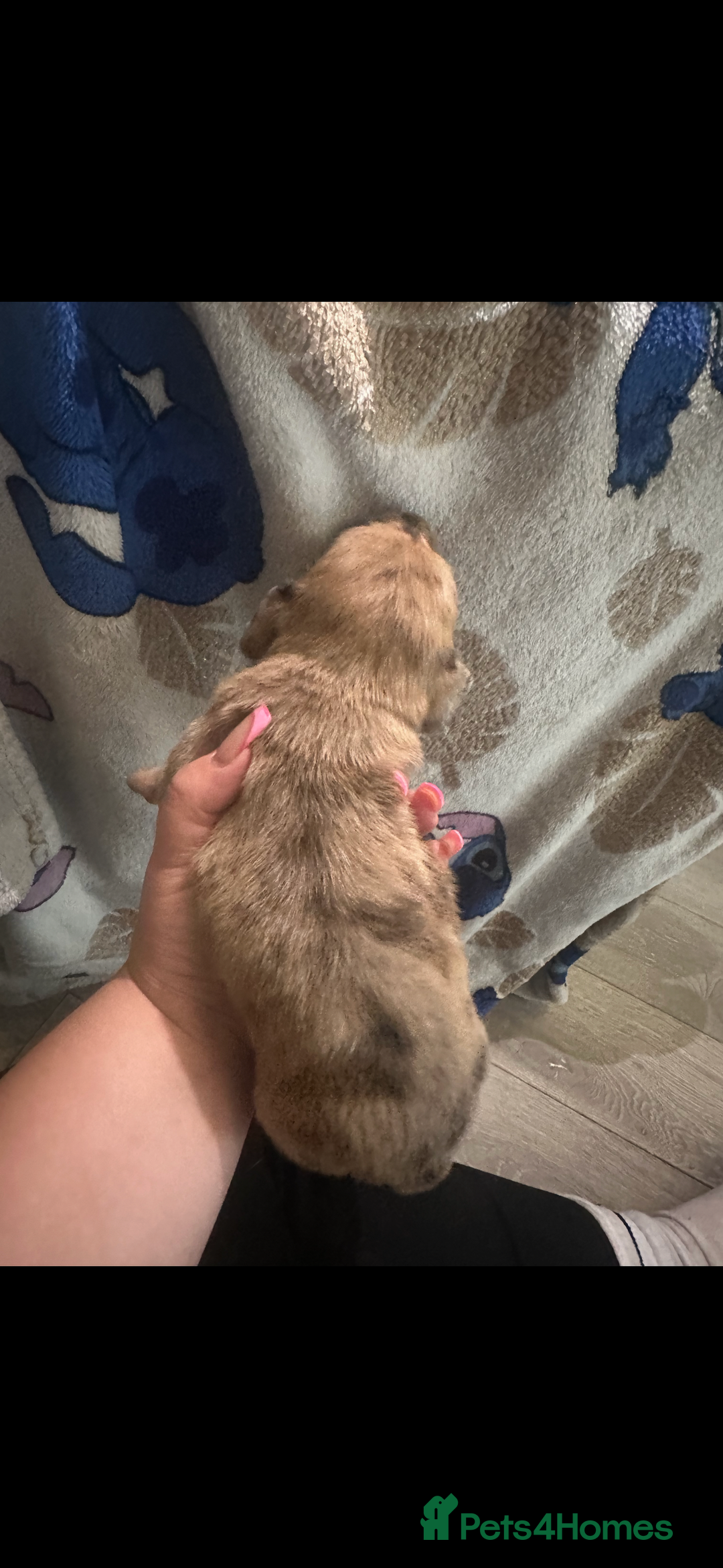 Mixed Breed dogs for sale: Schweenies - Advert 9