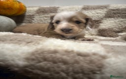 Miniature Dachshund dogs for sale: 5 Beautiful Long Haired Miniature Daschund’s   - Image 13