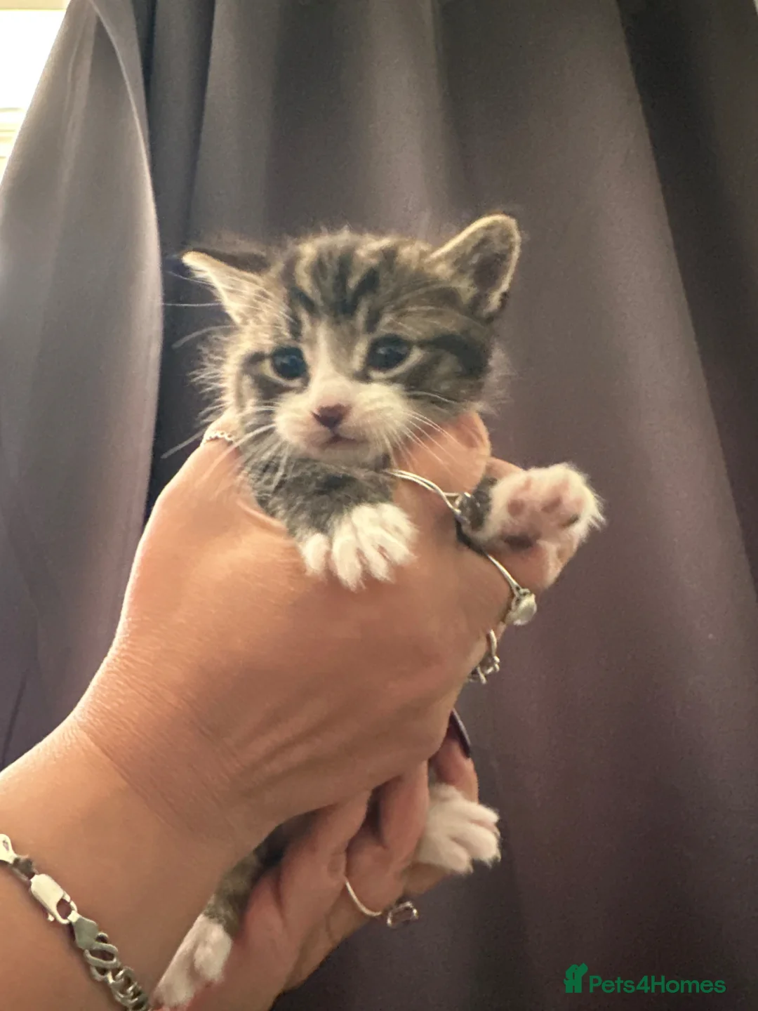 Mixed Breed cats for sale: Male Tabby Kitten in West Drayton - Advert 6