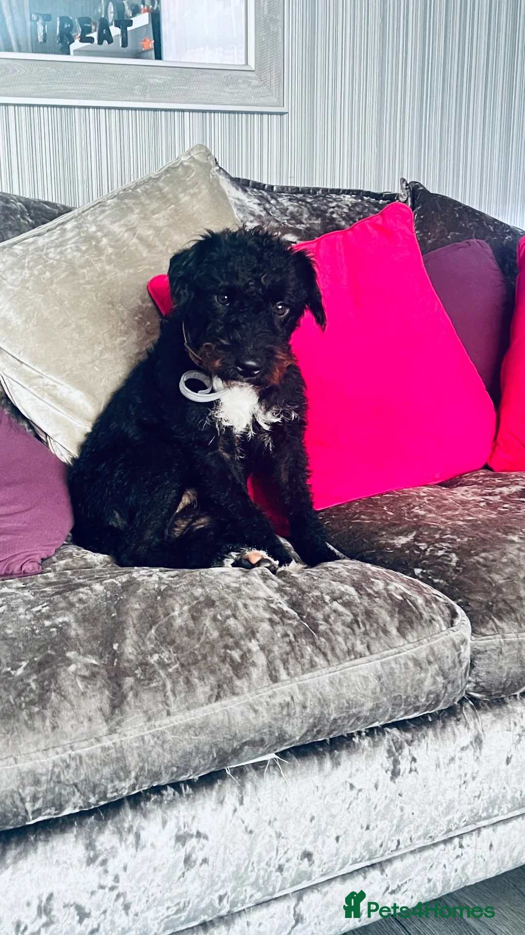 Patterdale Terrier dogs for sale: Lovely patterdale for sale in Liverpool - Advert 2
