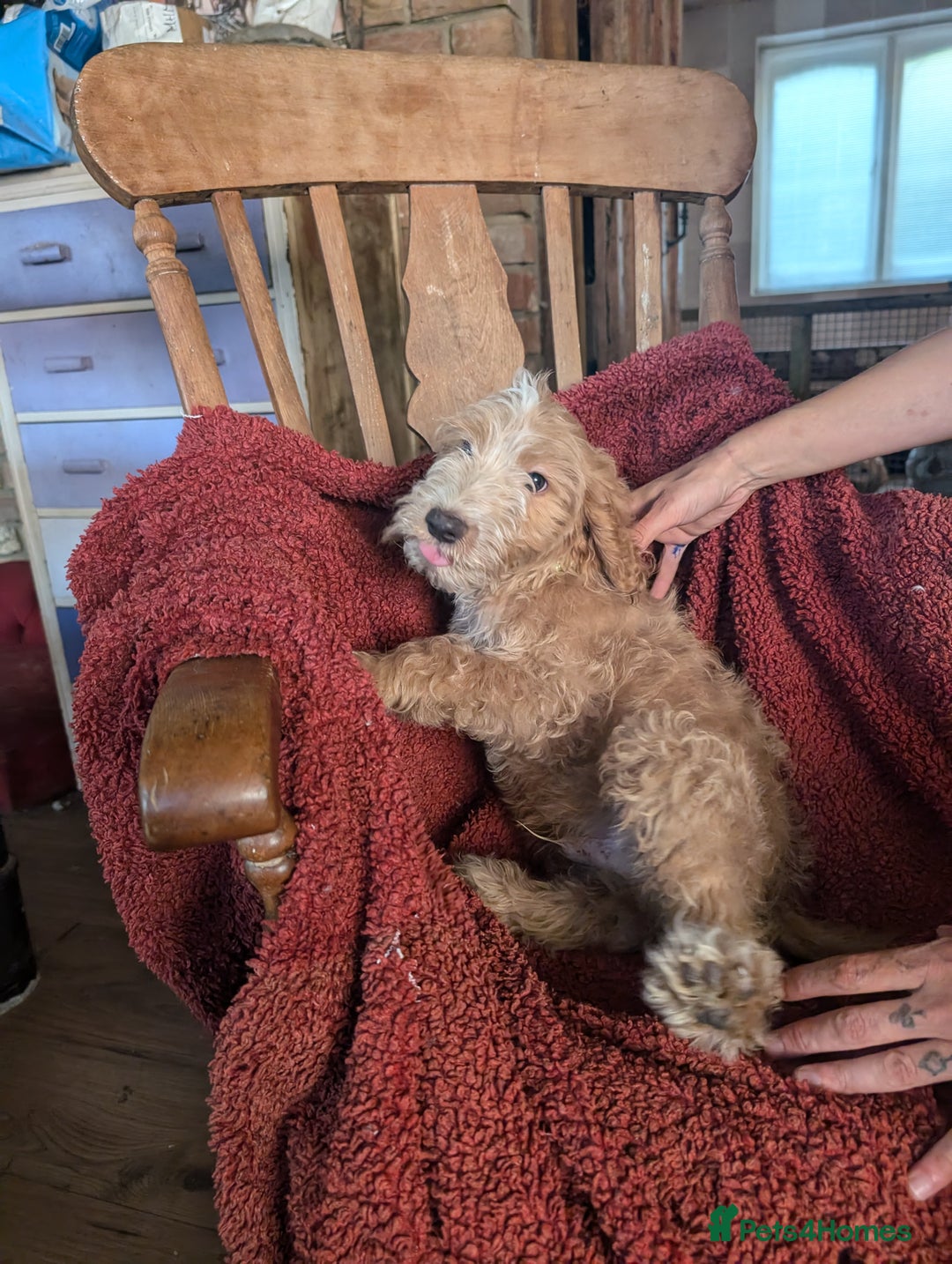 Cockapoo dogs for sale: Cockapoo x - Image 3