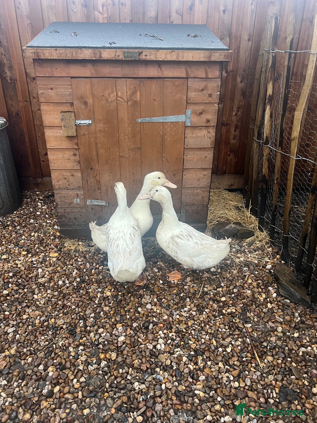 Ducks poultry for sale: 1 male aylesbury duck available - Advert 2