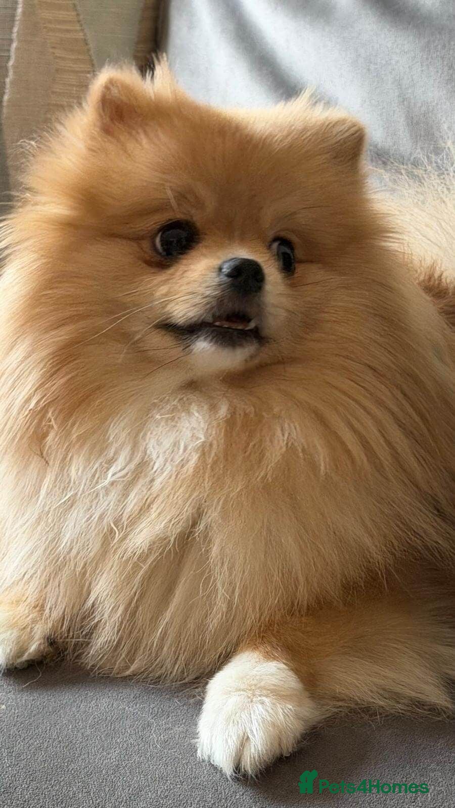 Pomeranian dogs Pomeranian • Female • 1 year 10 months • spayed - Advert 1