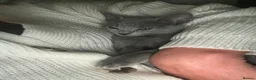Russian Blue cats for sale: Beautiful Russian Blue Kittens – Ready Now in Amersham - Advert 13