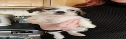 Mixed Breed dogs for sale: Shin tzu cross puppies - Advert 8