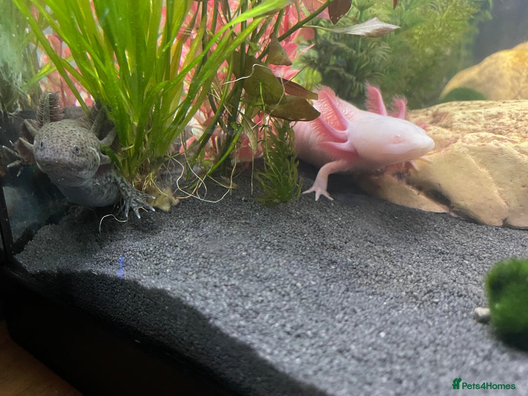 Axolotl reptiles for sale: 2 male Axolotls with full set up  - Image 6