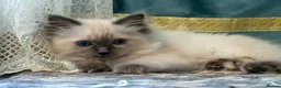 Ragdoll cats for sale: Adorable, Purebred GCCF Registered Ragdoll Kittens in London - Advert 15