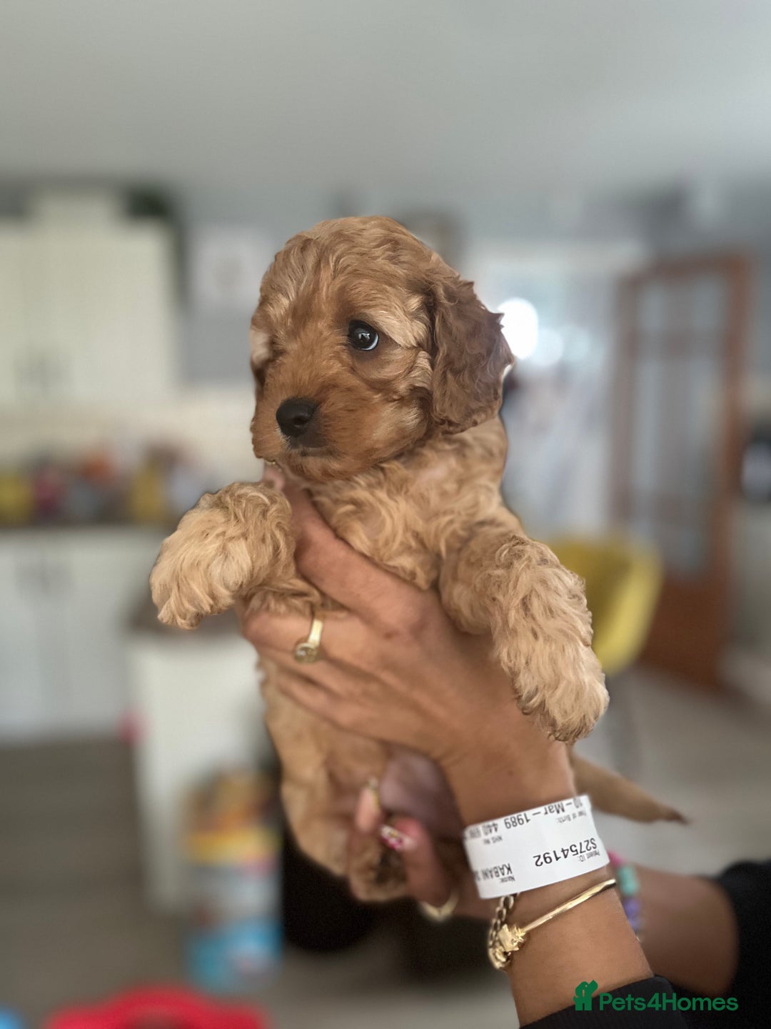 Cavapoo dogs for sale: Cavapoo  - Image 4