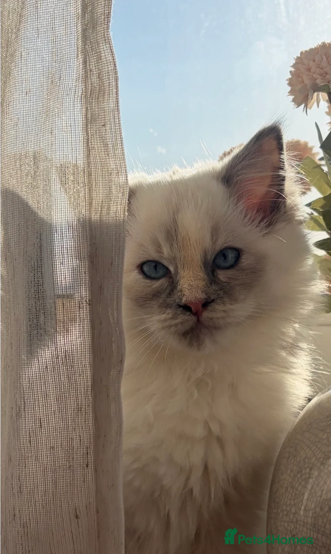 Ragdoll cats for sale: Tortie Ragdoll girl 🩷 - Advert 2