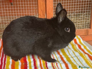 Netherland Dwarf rabbits - Advert 8