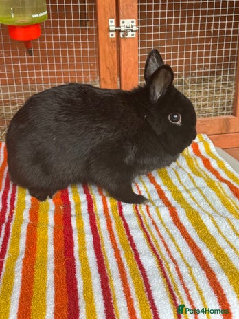 Netherland Dwarf rabbits - Advert 5