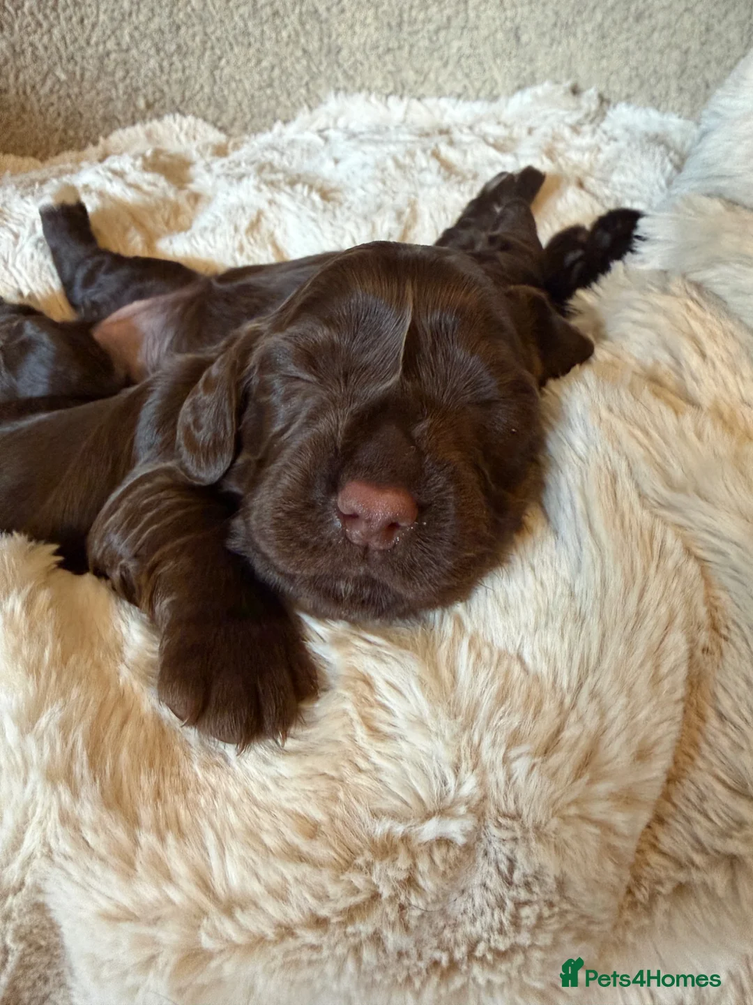 Cocker Spaniel dogs for sale: Stunning chocolate Kc Cocker Spaniel puppies - Advert 2