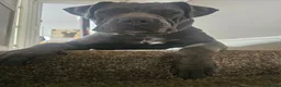 Cane Corso dogs for sale: Cane Corso - Advert 4