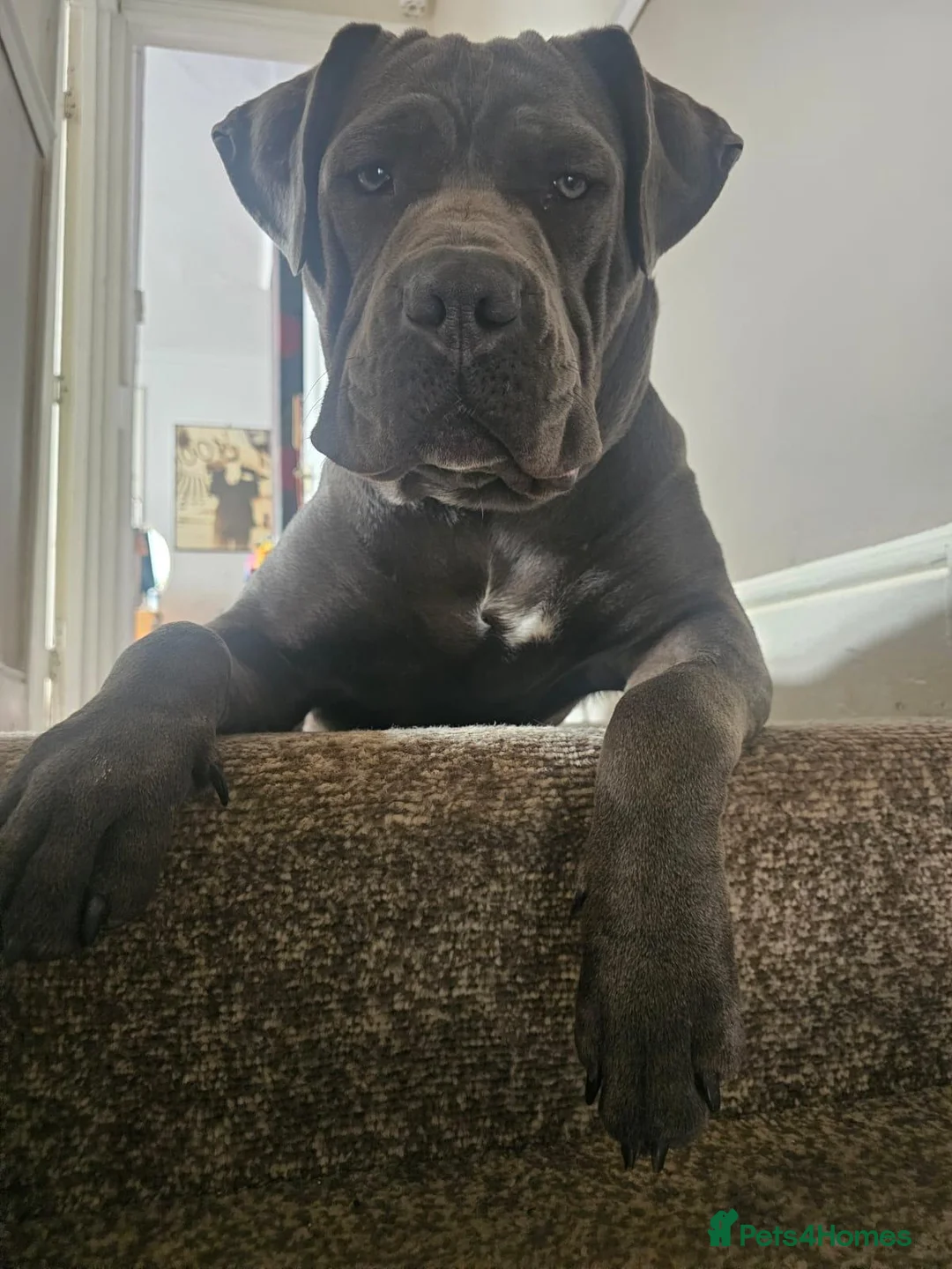 Cane Corso dogs for sale: Cane Corso - Advert 4