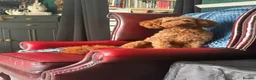 Toy Poodle dogs for stud: KC Pedigree Red Toy Poodle for Stud - Advert 4