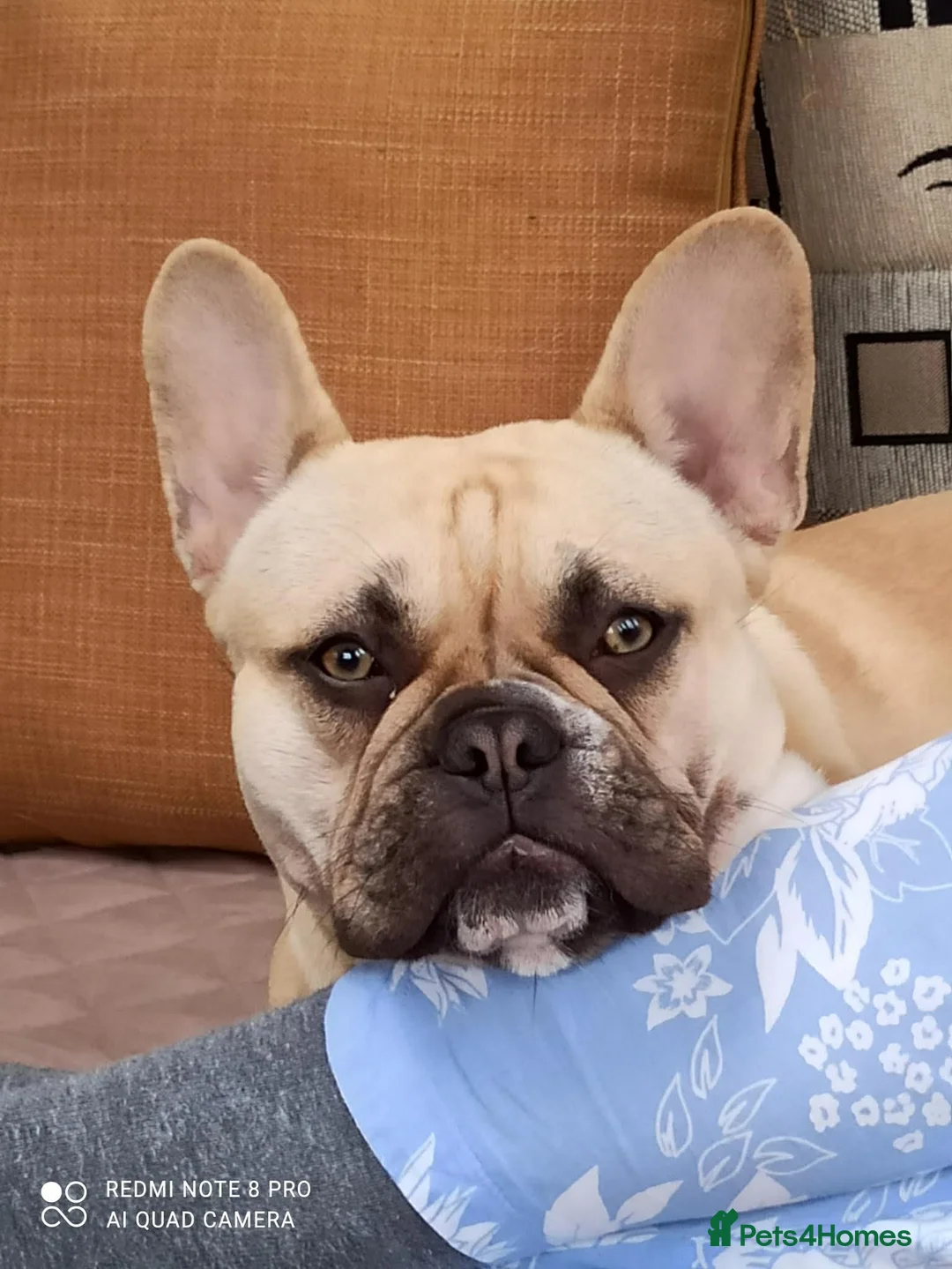 French Bulldog dogs for sale: Elsa French bulldog  - Advert 3