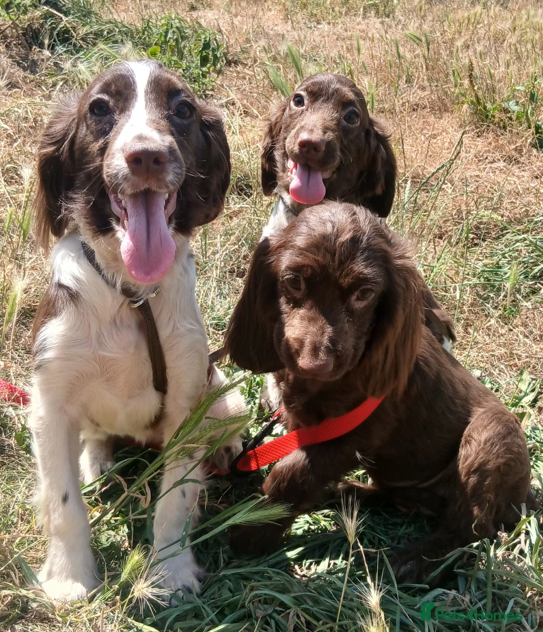 English Springer Spaniel dogs for sale: LeeLee - Advert 2