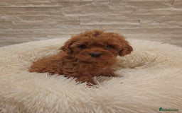 Cavapoo dogs for sale: Beautiful Cavapoos  - Image 7