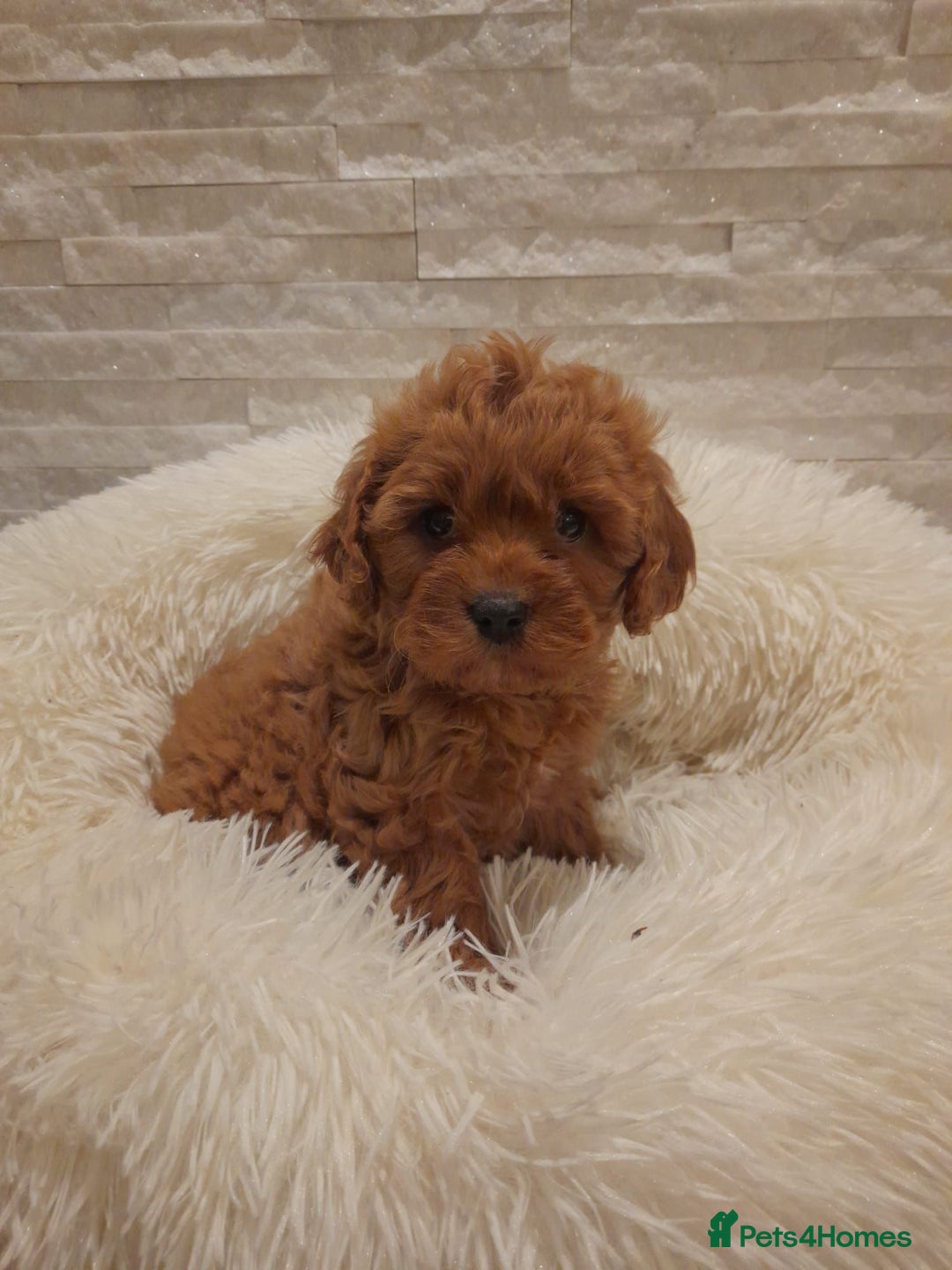 Cavapoo dogs for sale: Beautiful Cavapoos  - Image 7