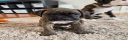Boxer dogs for sale: !!Beautiful litter of Boxers puppies in Bath - Advert 5