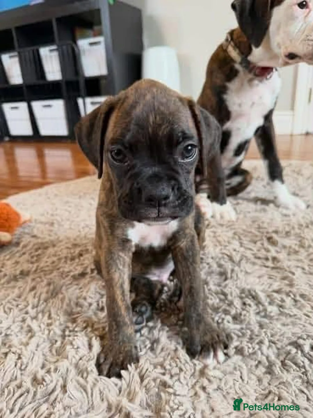 Boxer dogs for sale: !!Beautiful litter of Boxers puppies in Bath - Advert 5