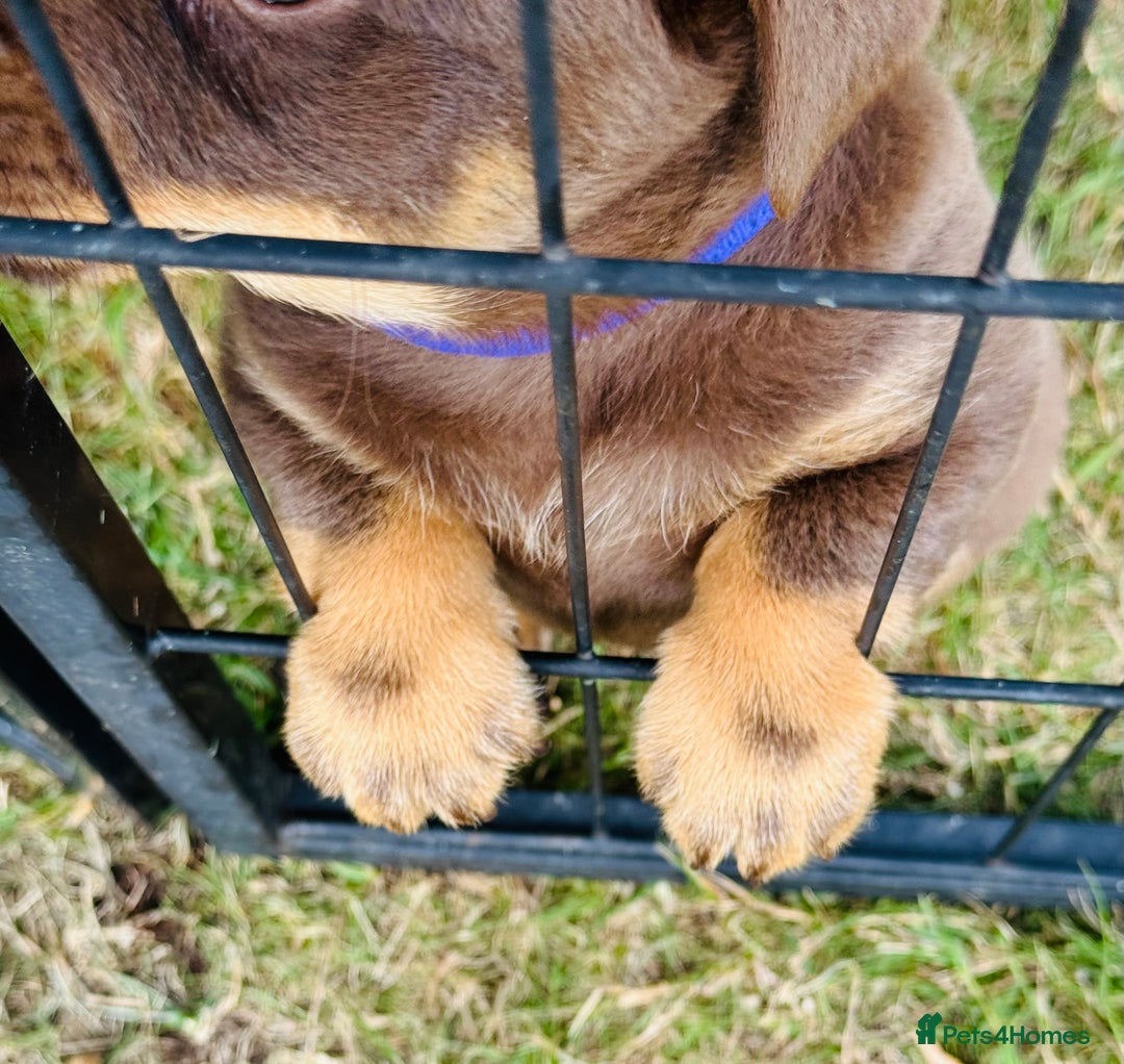 Lancashire Heeler dogs for sale: 6 Pedigree Lancashire Heeler Dogs for sale. - Image 9