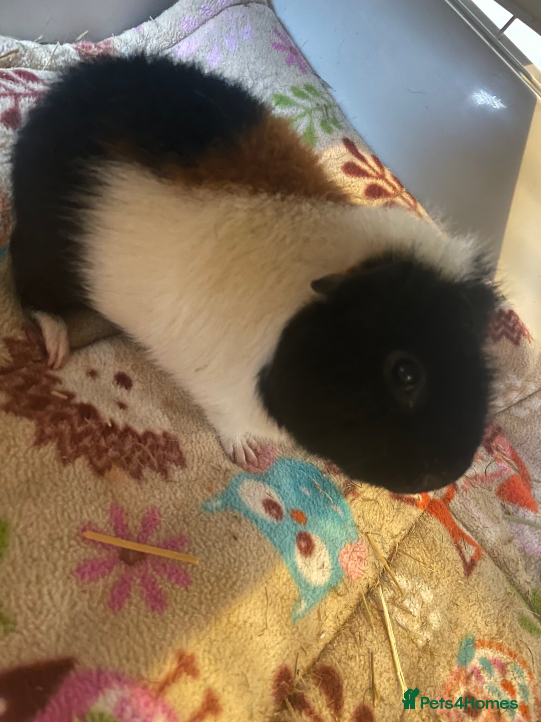 Guinea Pig rodents for sale: Teddy guinea pigs males - Advert 3