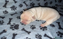French Bulldog dogs for sale: Merle/Lilac/Isabella Fawn Frenchies - Image 4