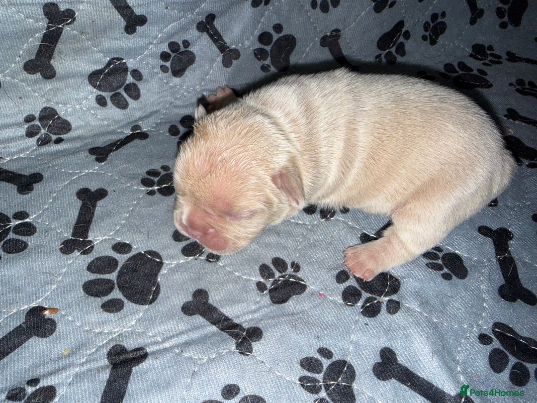 French Bulldog dogs for sale: Merle/Lilac/Isabella Fawn Frenchies - Image 4