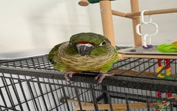 Conures birds for sale: Conure for sale - Image 3