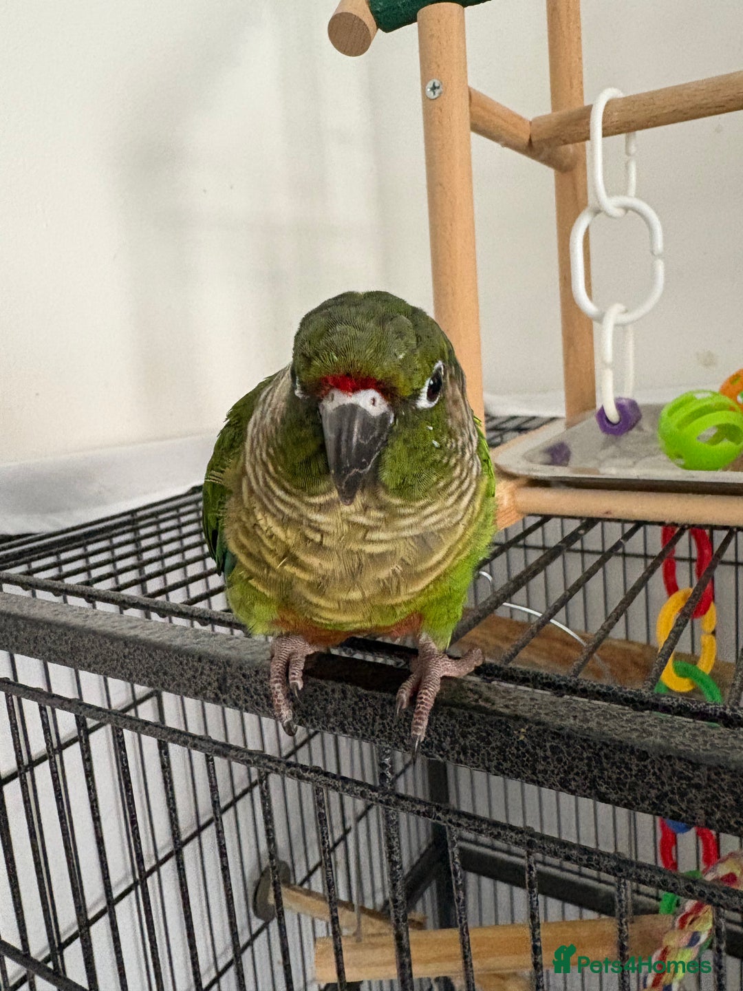 Conures birds for sale: Conure for sale - Image 3