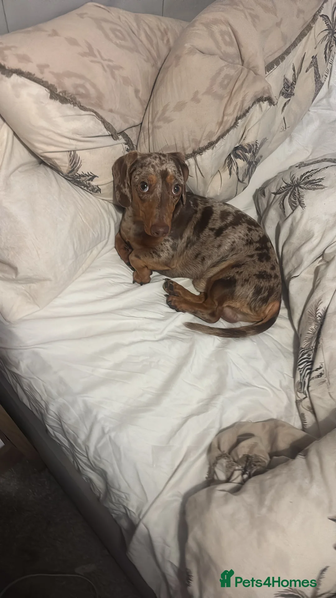Miniature Dachshund dogs for sale: Nearly 2 miniature dachshund  - Advert 1
