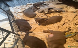 Miniature Dachshund dogs for sale: Ready to leave Mini Dachshund Puppies 🐶🤍  - Image 19