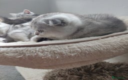 Scottish Fold cats for sale: Scottish fold kittens  - Image 4