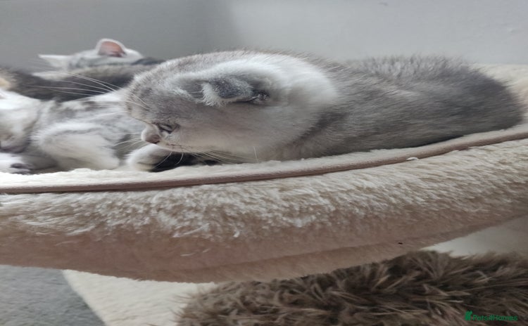 Scottish Fold cats - Advert 11